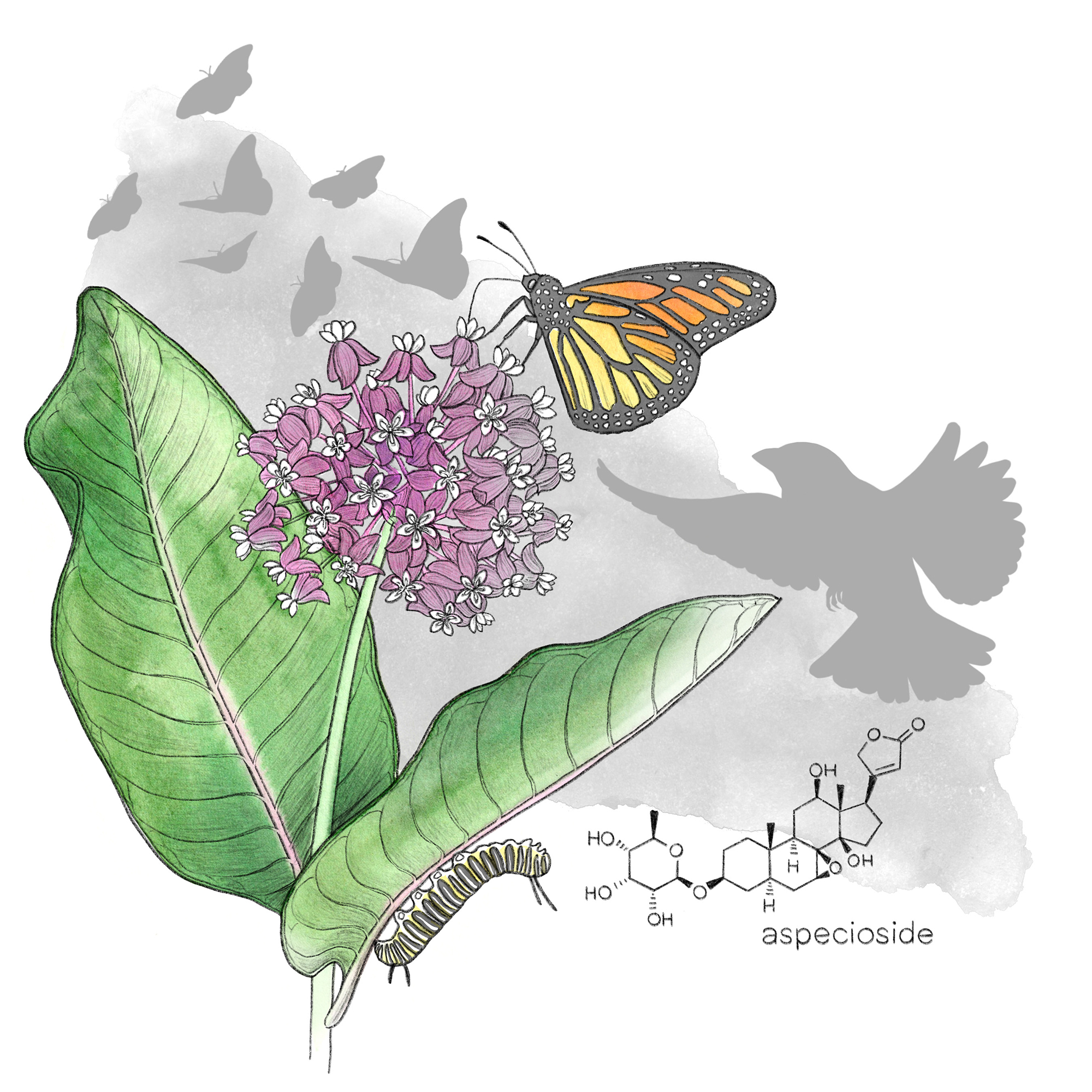  colored drawing of caterpillar on leaf, butterfly on flower, silhouette of bird near chemical stucture