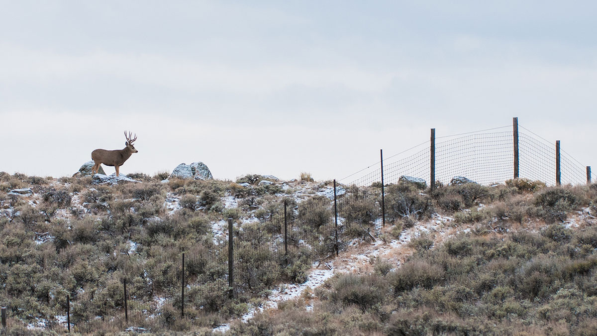 A photo shows a mule deer standing on an open field, a few yards away from a fence.