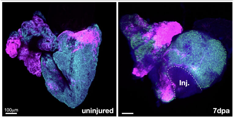 a normal zebrafish heart on left and a damaged heart on right, with different parts colored green and magenta