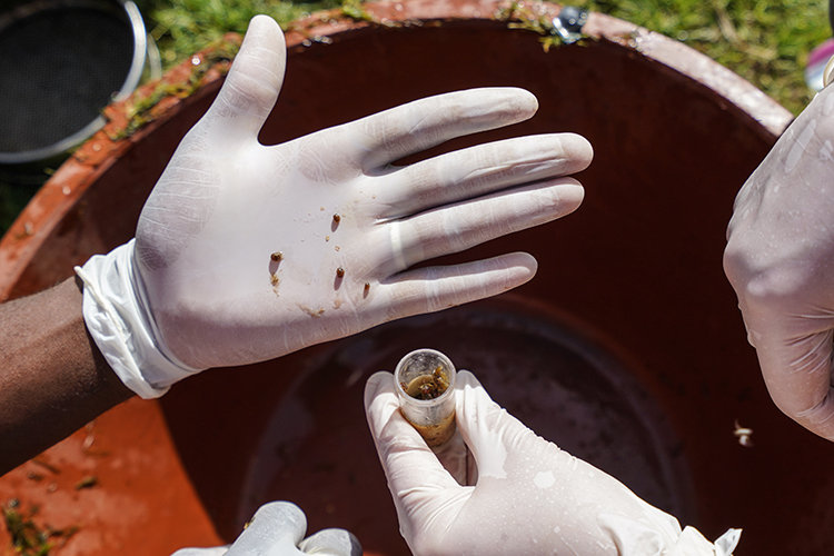 A pair of gloved hands are positioned palm up over a wooden basin, and they hold small brown parasites