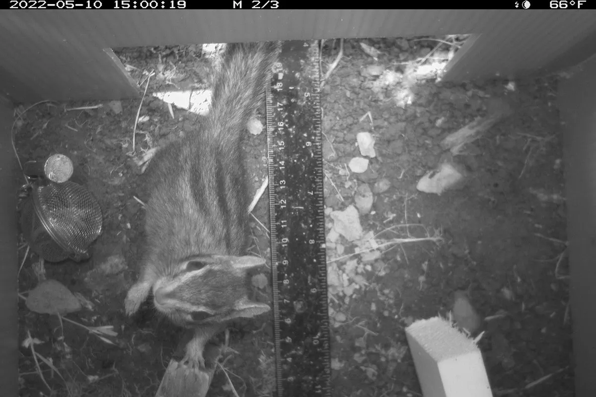 Chipmunk looking up at camera in box setup