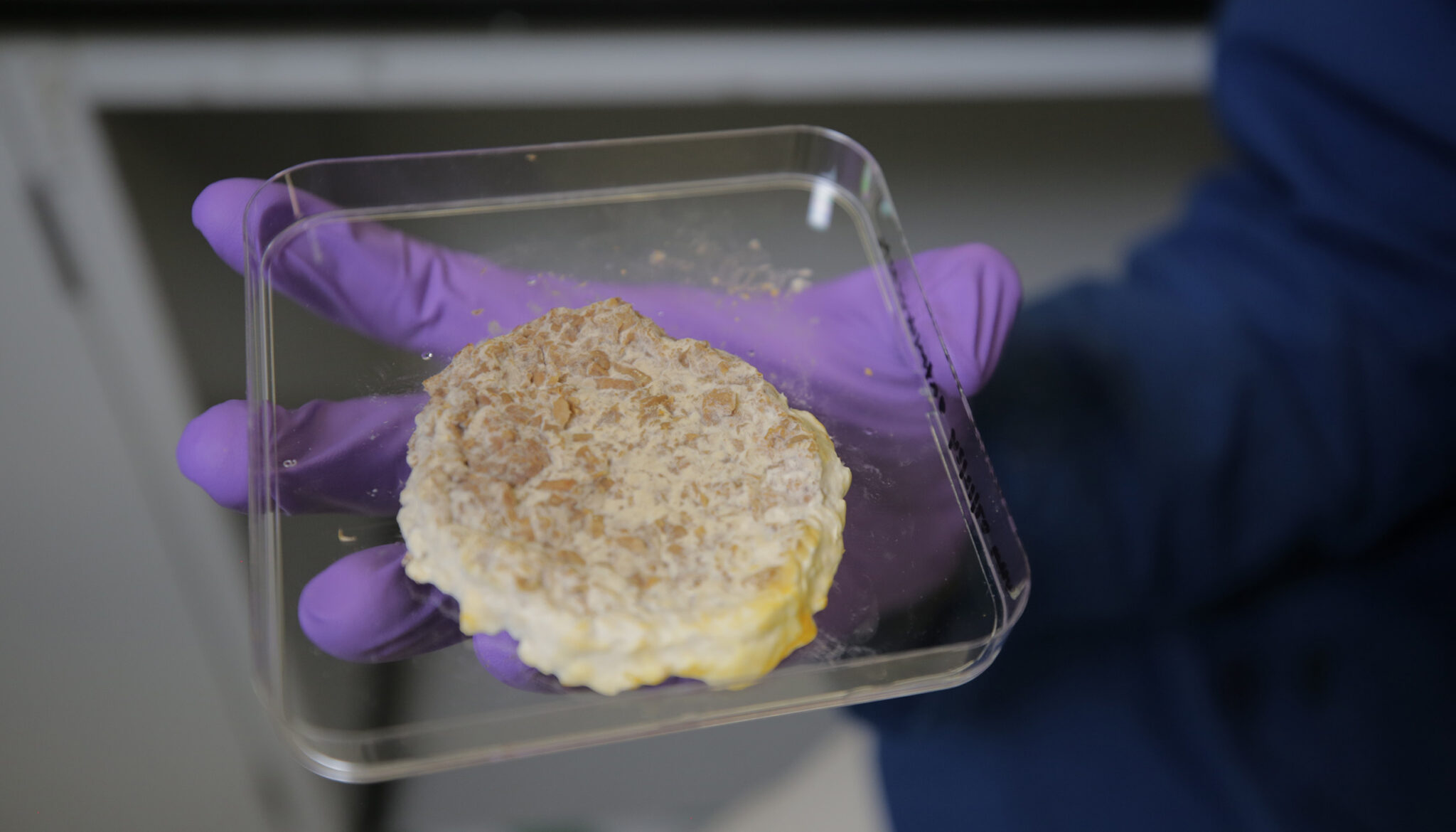 image of person holding a petri dish with mold in it