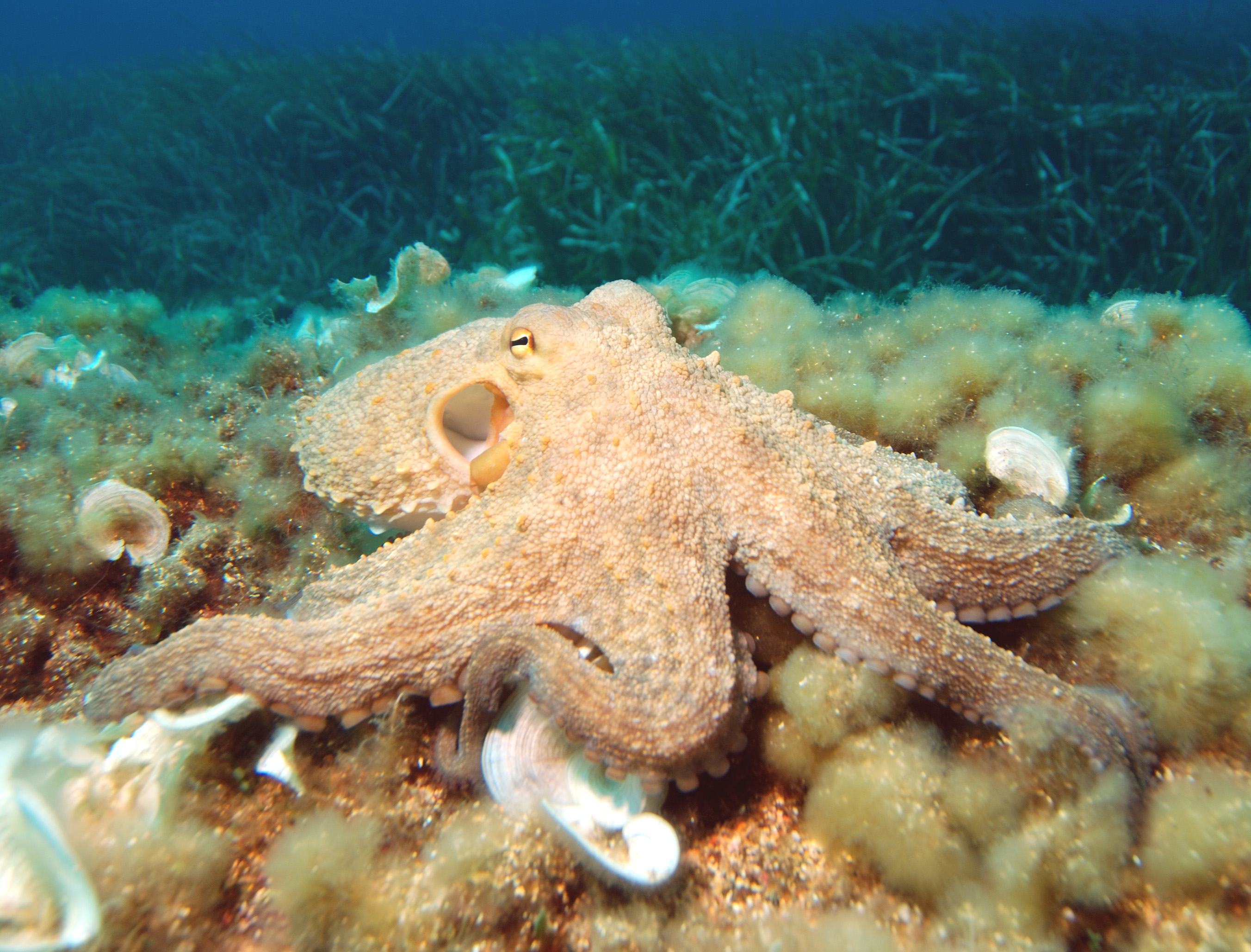 a photo of a light-colored octopus moving along the bottom of a tank of water, stirring up sand