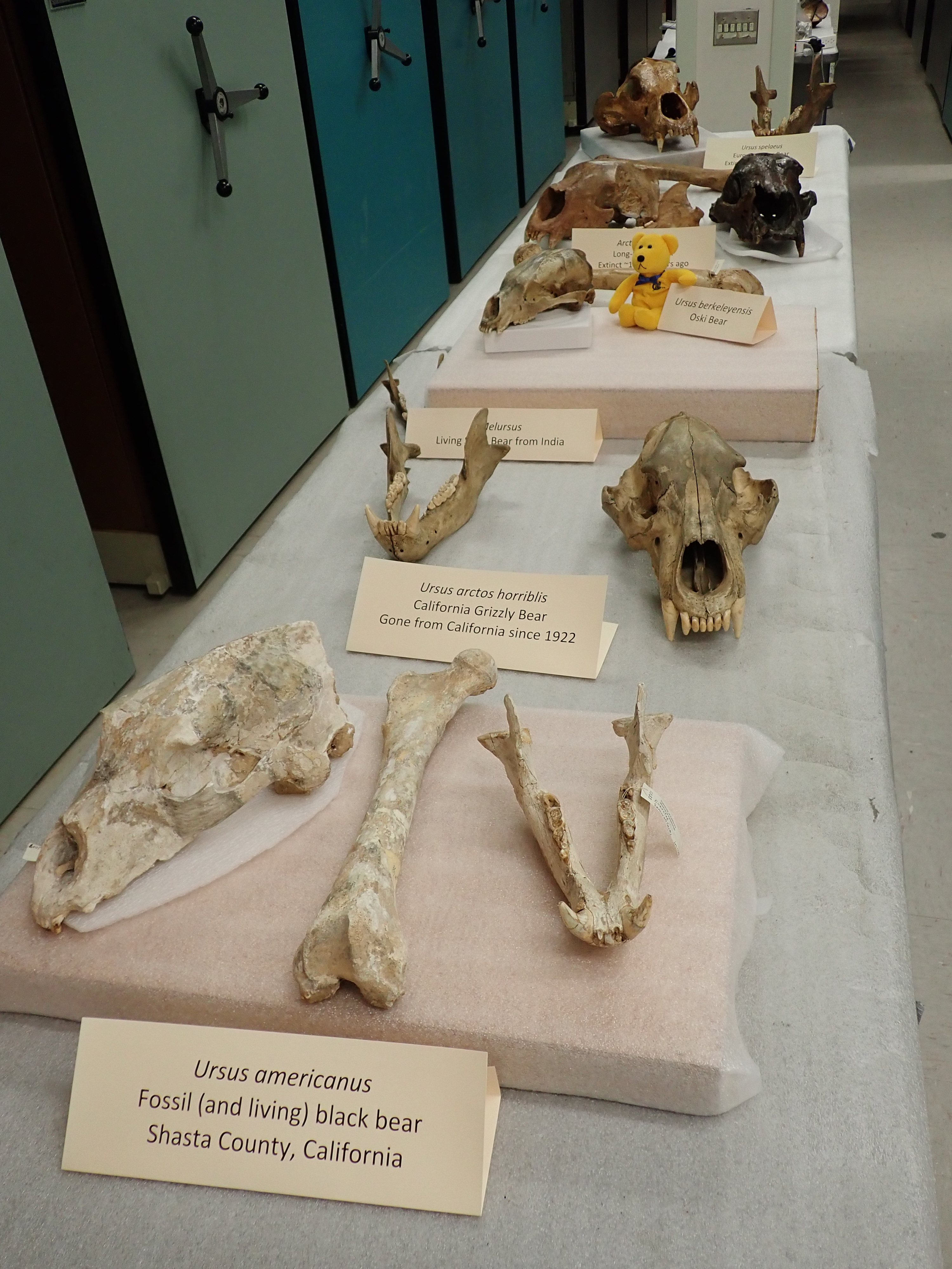 Fossils of modern bears at UCMP.