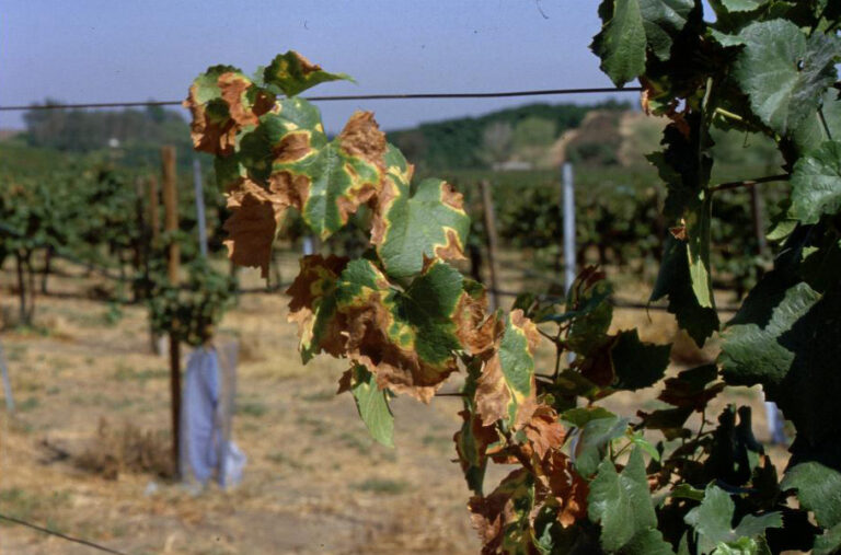 A grapevine’s leaves are starting to turn brown and yellow.