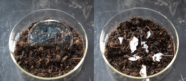 Plastic demonstration- A film of PLA (polylactic acid) plastic immediately after being placed in compost (left) and after one week in the compost (right).
