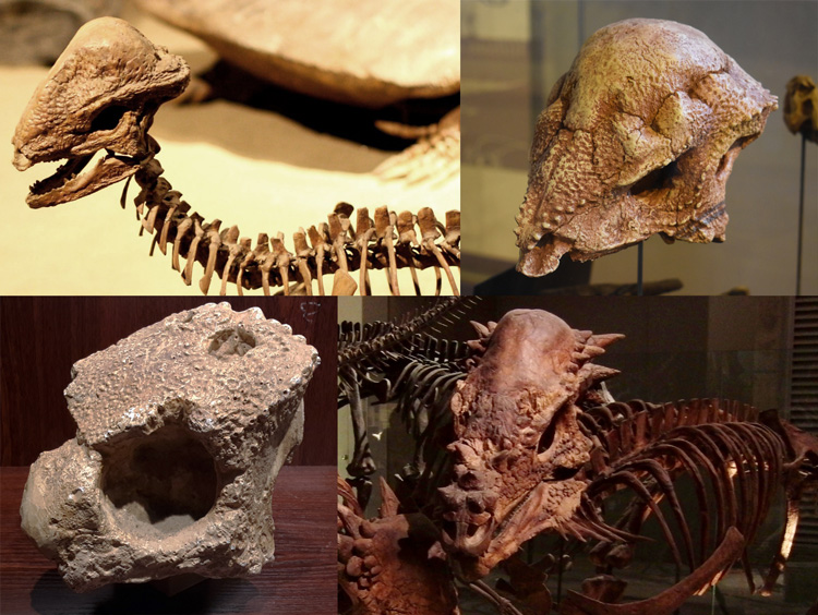 four different skulls of pachycephalosaurs