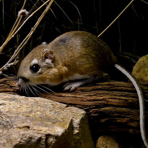 A small rodent sits on a log