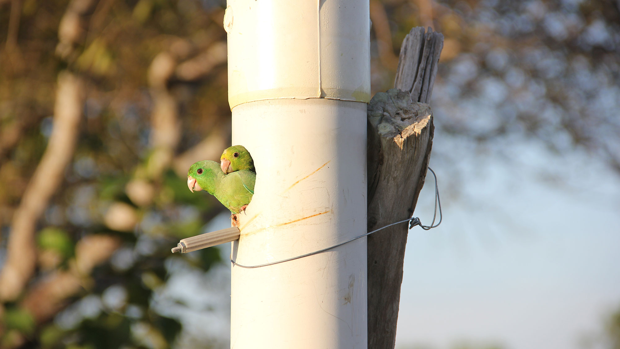 Two parrotlets stick their heads out of the entrance to an artificial nesting box.