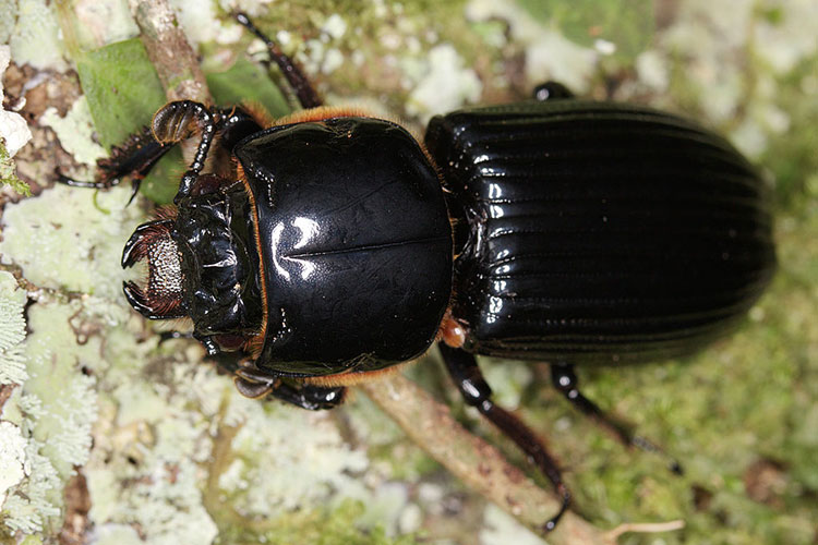 A close up of a black shiny beetle against a green background.