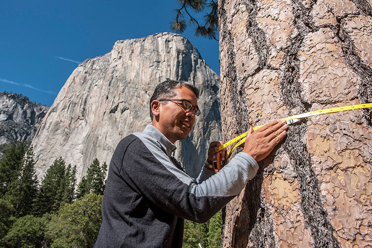 UC Berkeley scientist holds a measuring tape against a massive tree trunk, with Yosemite National Park's Half Dome peak in the background.