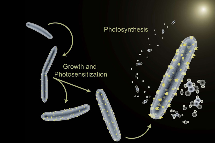bacteria sporting cadmium sulfide photocells