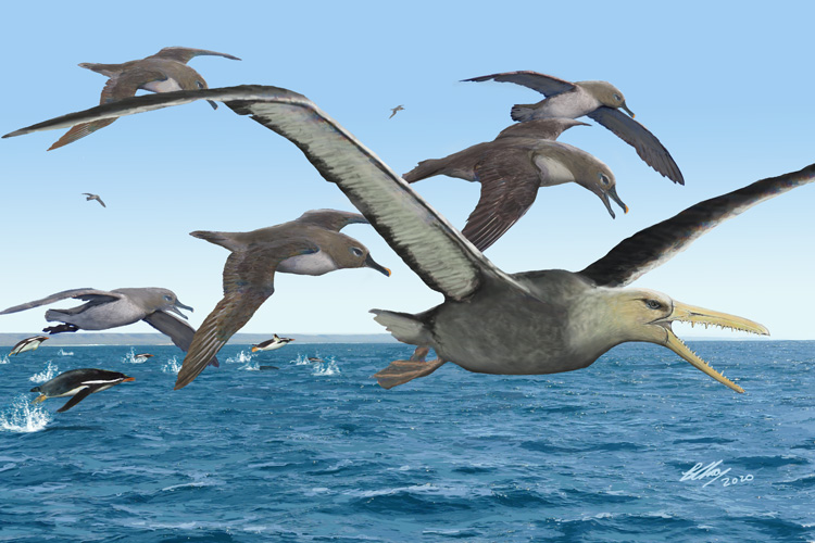 depiction of 50 million-year-old pelagornithid bird with ancient albatrosses and penguins