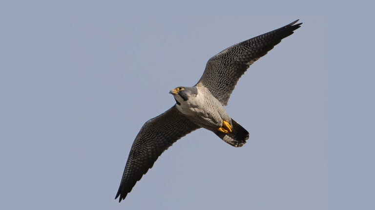 peregrine falcon flies in the sky