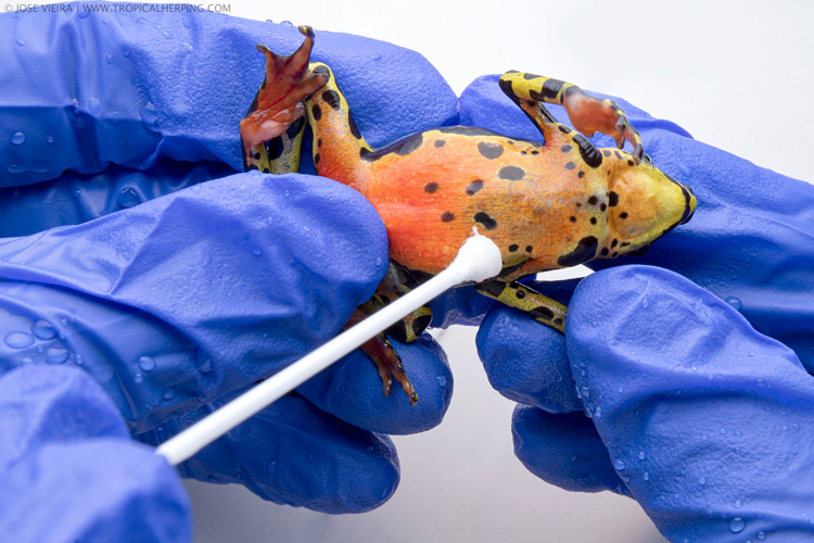 swabbing the bright orange bellow of a harlequin toad
