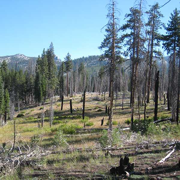 A photo shows burnt tree trunks in Yosemite's Illilouette basin.