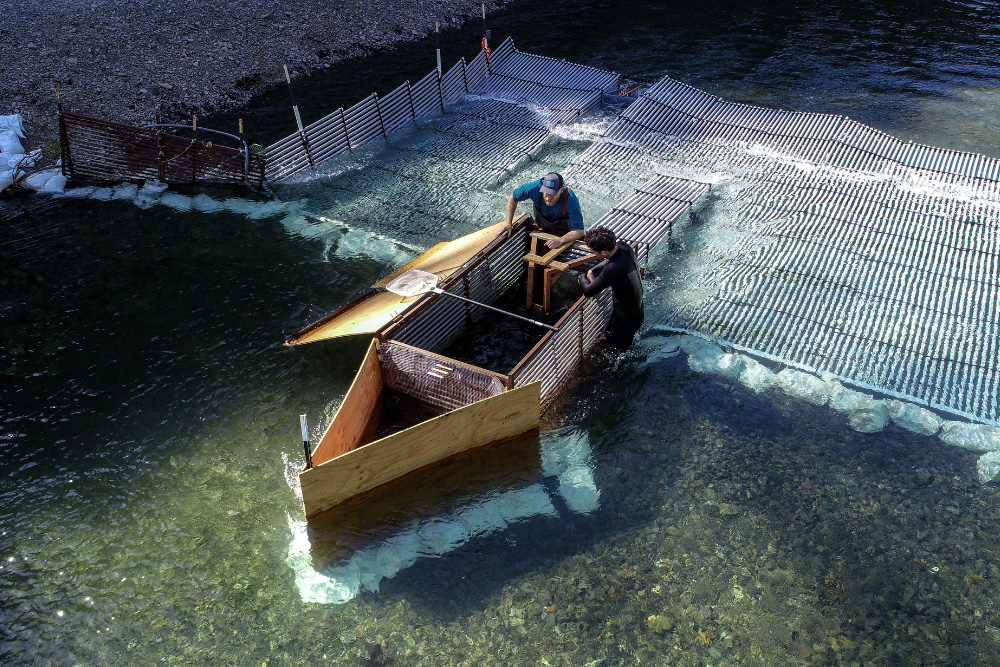 Gabe Rossi and Keane Flynn, a graduate student at the University of Nevada, Reno, examine the pikeminnow weir.