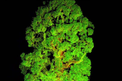 Digital scan of tree