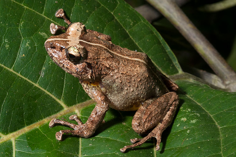 Rain frog