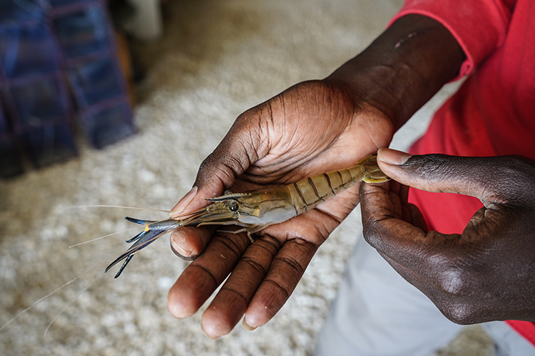 A photo of a hand holding a small prawn