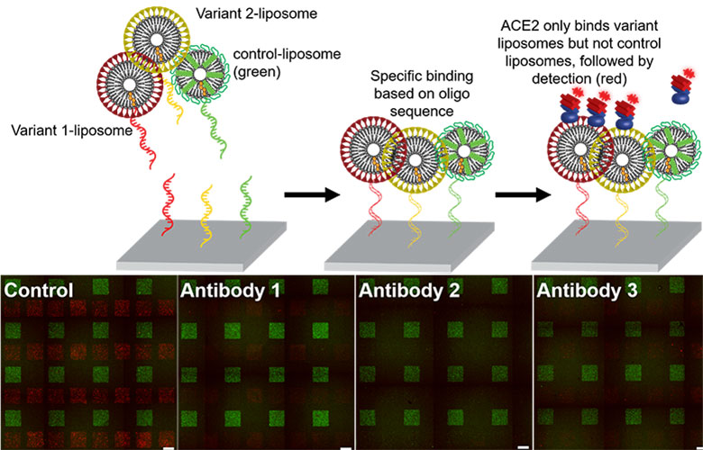 A scientific figure shows illustrations of spike-liposomes programmed with different variants of the SARS-CoV-2 spike protein, and how they interact with neutralizing antibodies.