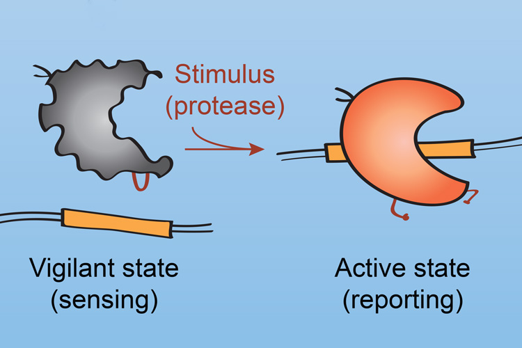diagram of ProCas9 sensing
