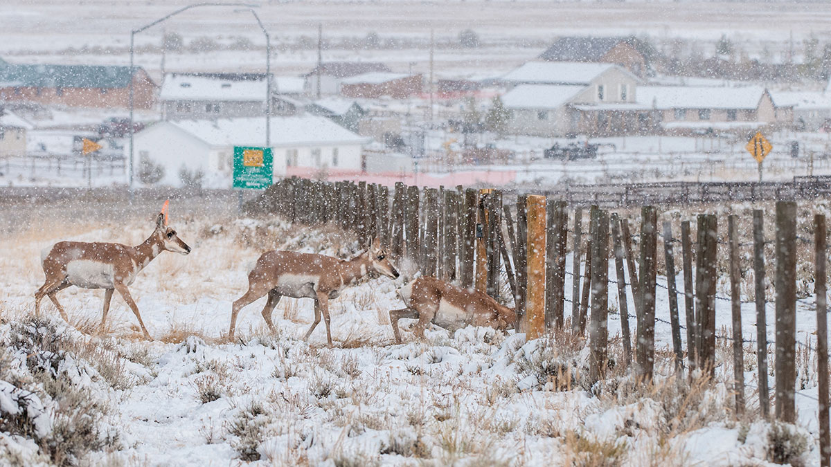 Three pronghorn antelope walk across a snowy field in Wyoming. The first one is ducking to crawl under a fence that blocks their path.