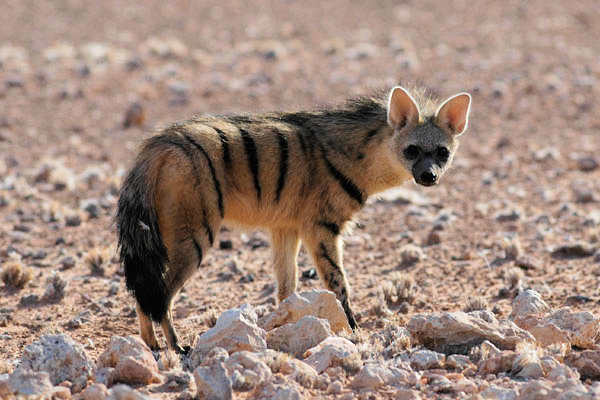 photo of the striped aardwolf of Africa