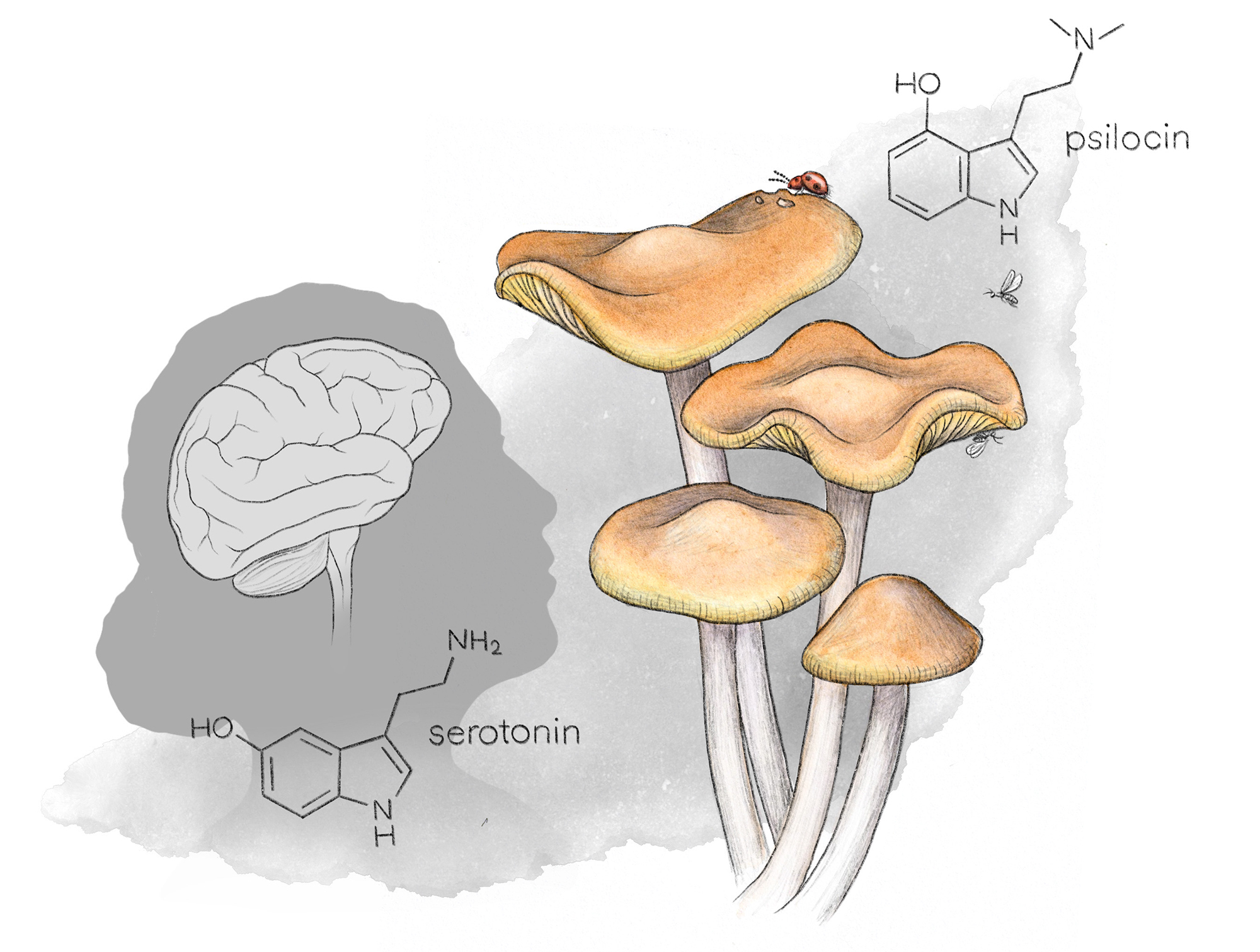 cartoon image of mushrooms and their chemical structure
