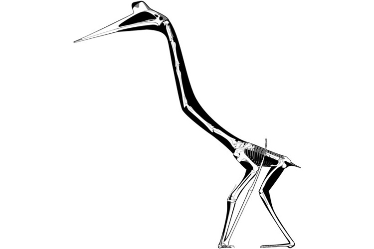 skeletal sketch of a standing Quetzalcoatlus