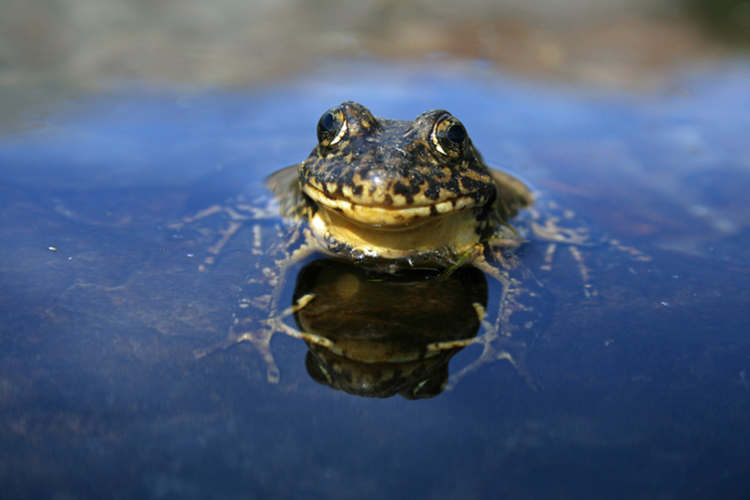 yellow legged frog