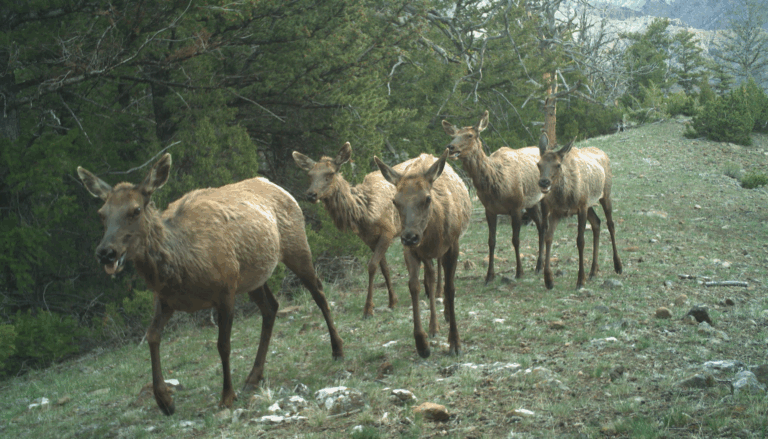 Five elk walk through a clearing in a mountain wilderness.