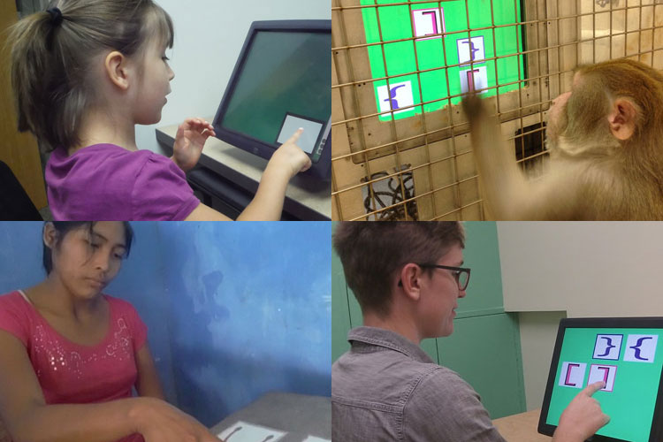 Young girl, monkey, Bolivian woman and American woman pointing to images on computer screens while being tested on recursion ability.