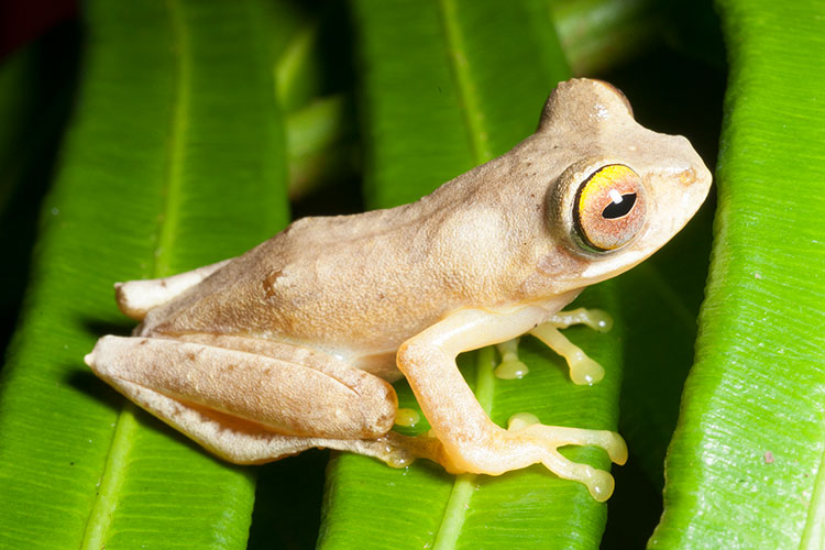 Frog on leaf