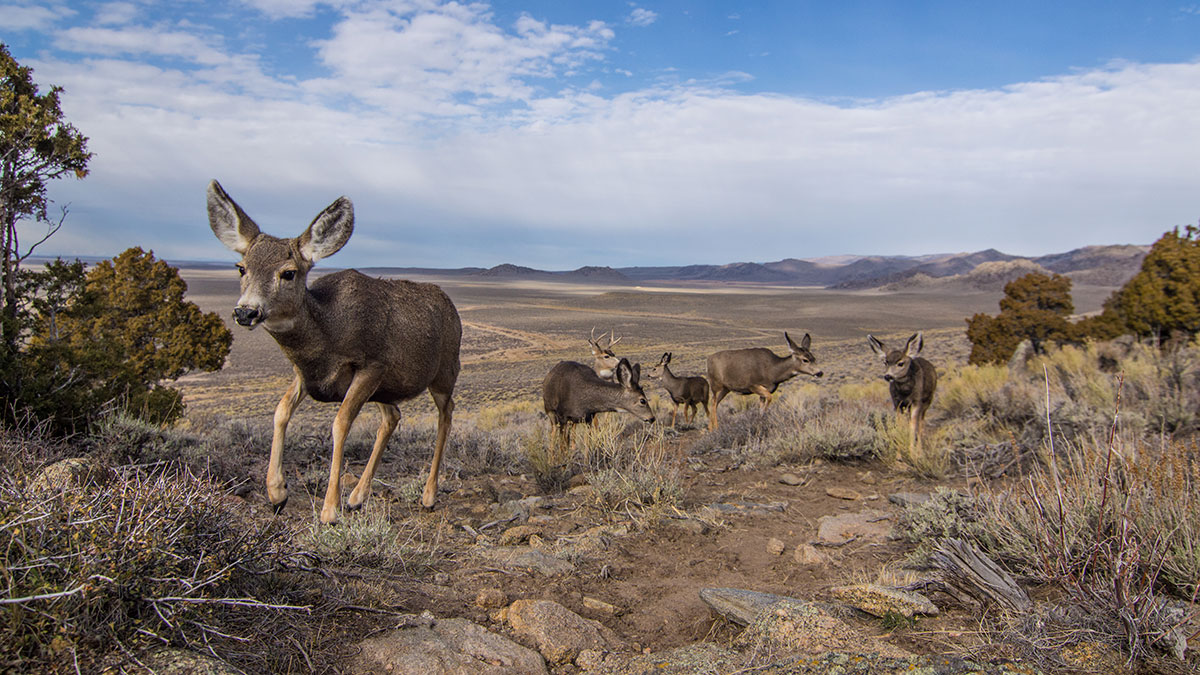 A photo shows four mule deer standing on an open field, with mountains in the background.
