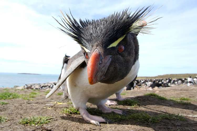 a rockhopper penguin with prominent crests looks into camera lens