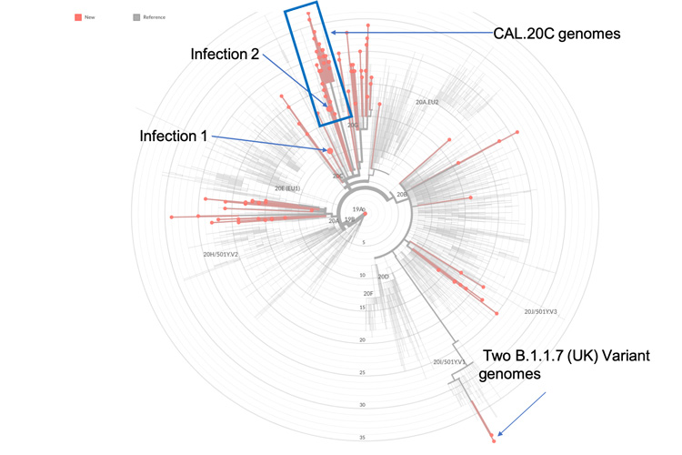 evolution chart of coronavirus genomes sequenced at UC Berkeley
