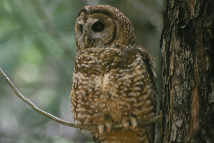 A photo of a spotted owl on a tree branch