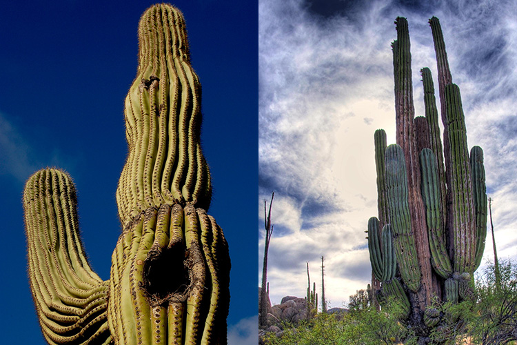 A giant saguaro