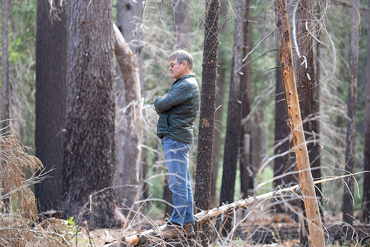 picture of man in forest looking at a tree