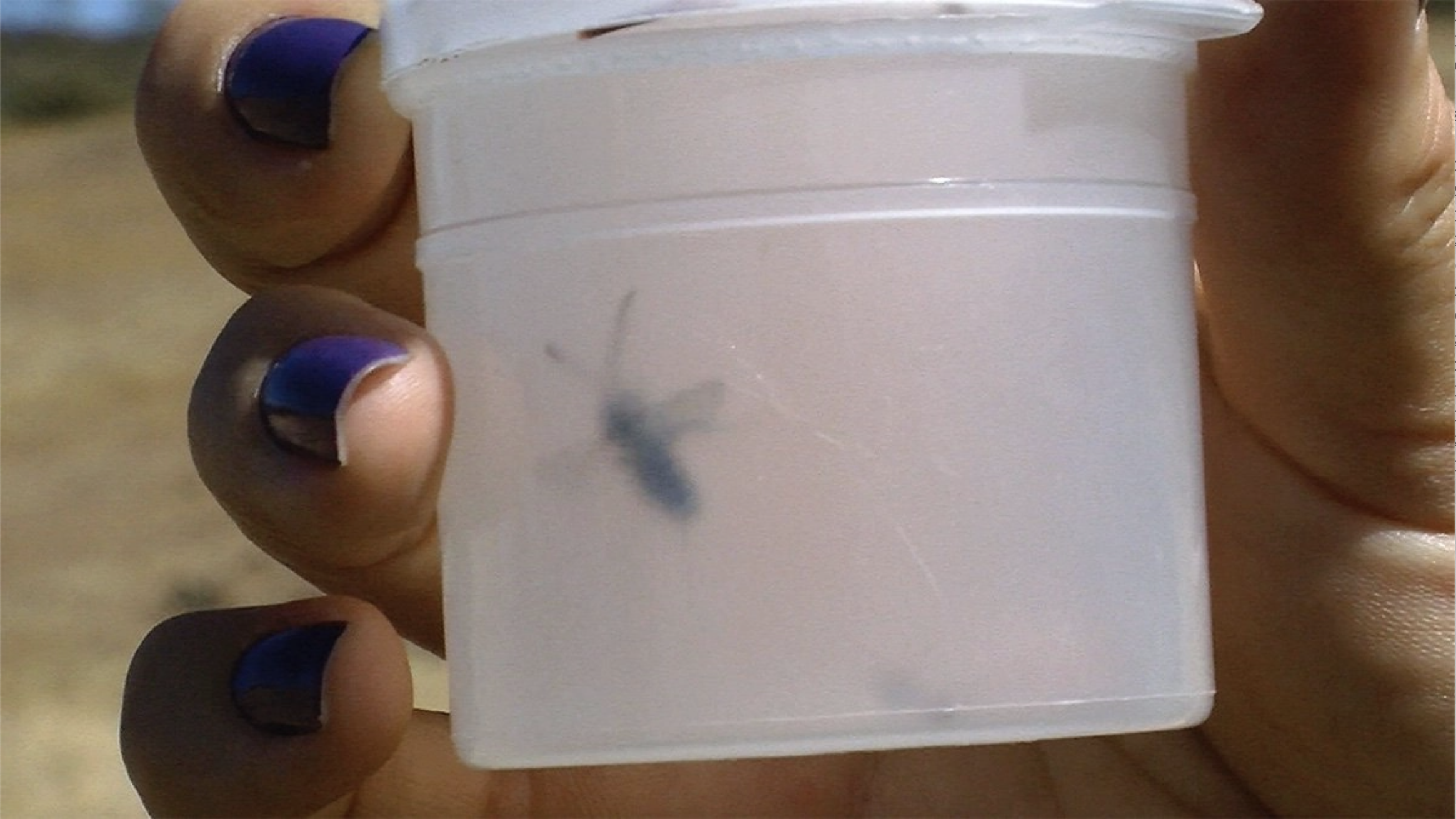 Close-up of a pollinator insect caught in a plastic container