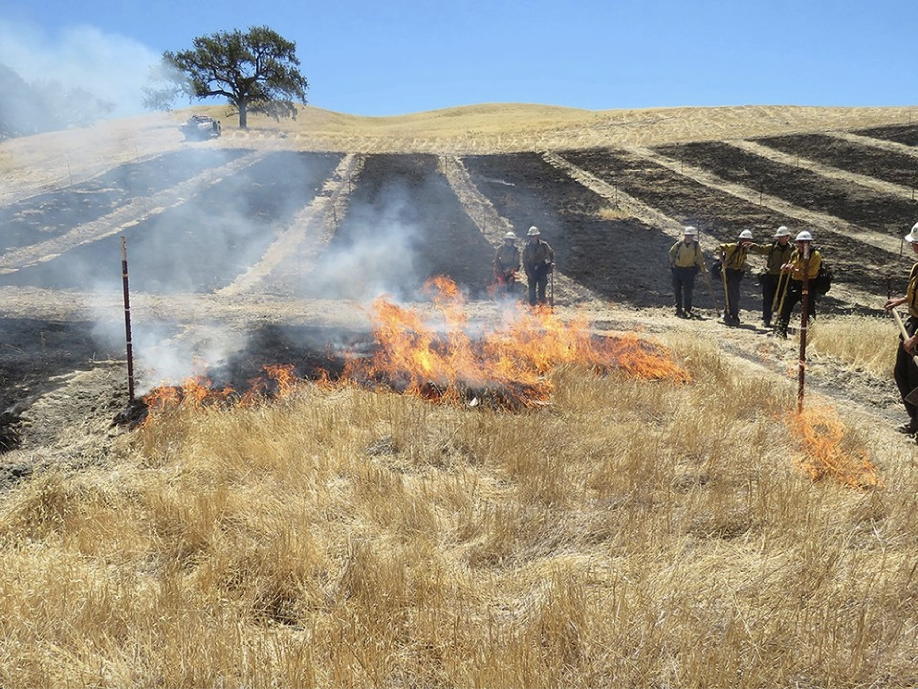 People standing around prescribed and controlled fire at Sedgwick Reserve.