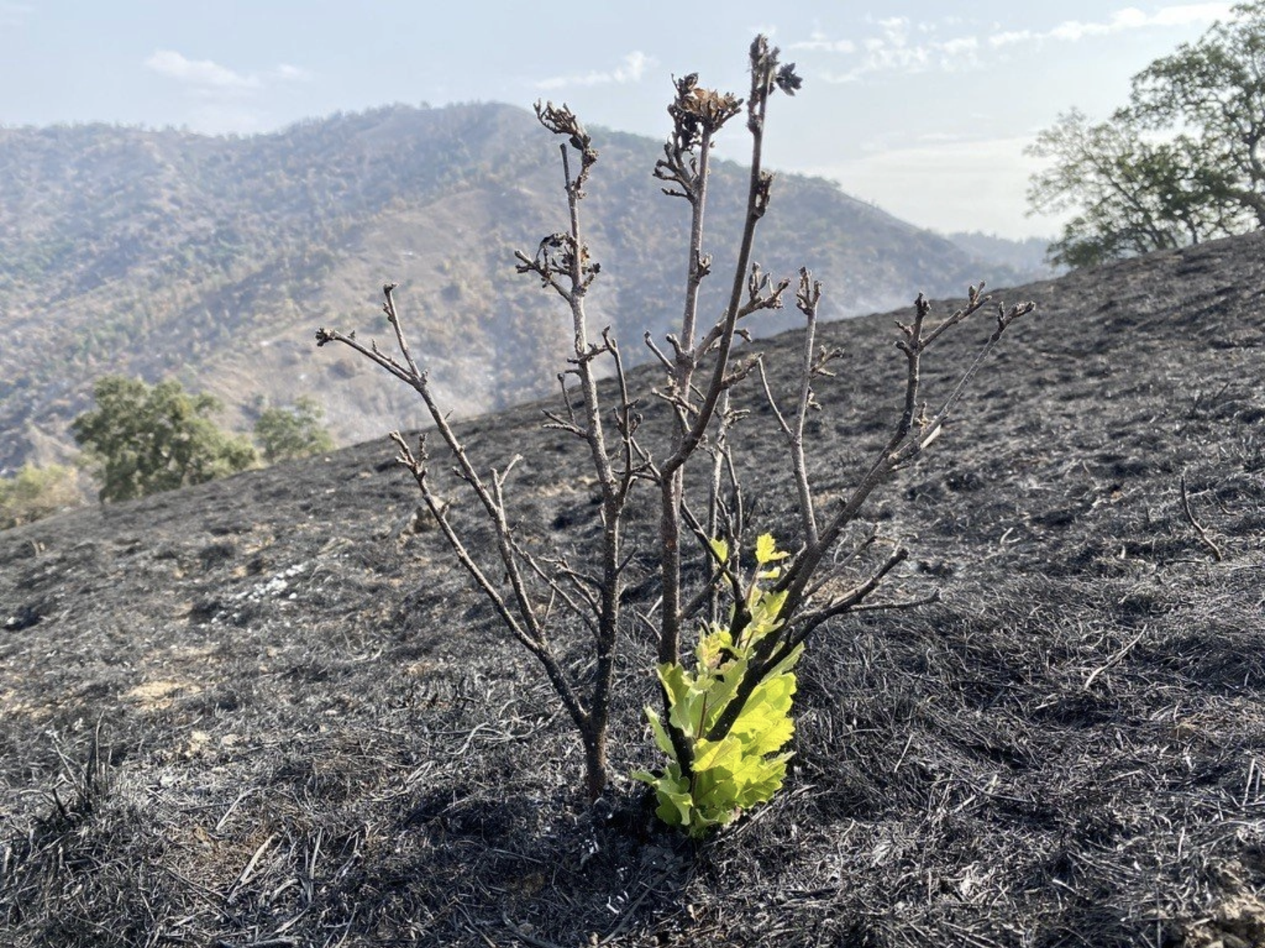 Valley oak seedling growing on a burned hillside.