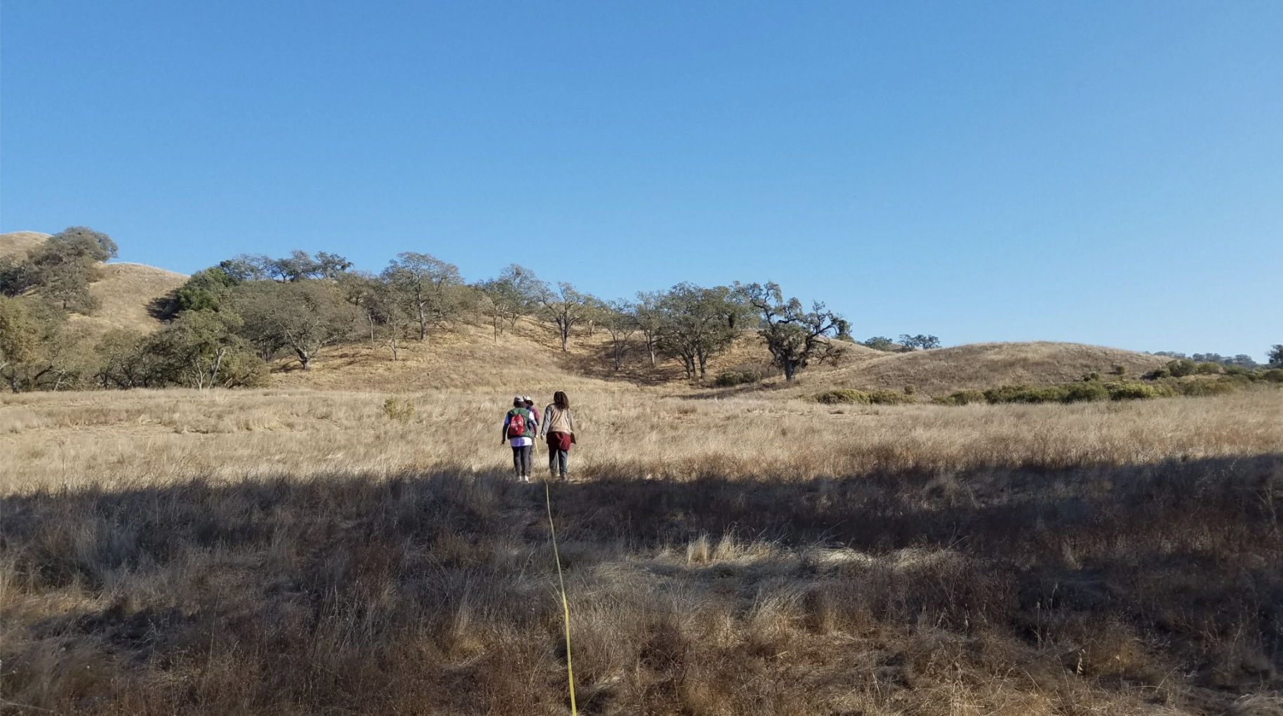 Undergraduate researches conducting a study in the grasses of the Reserve.