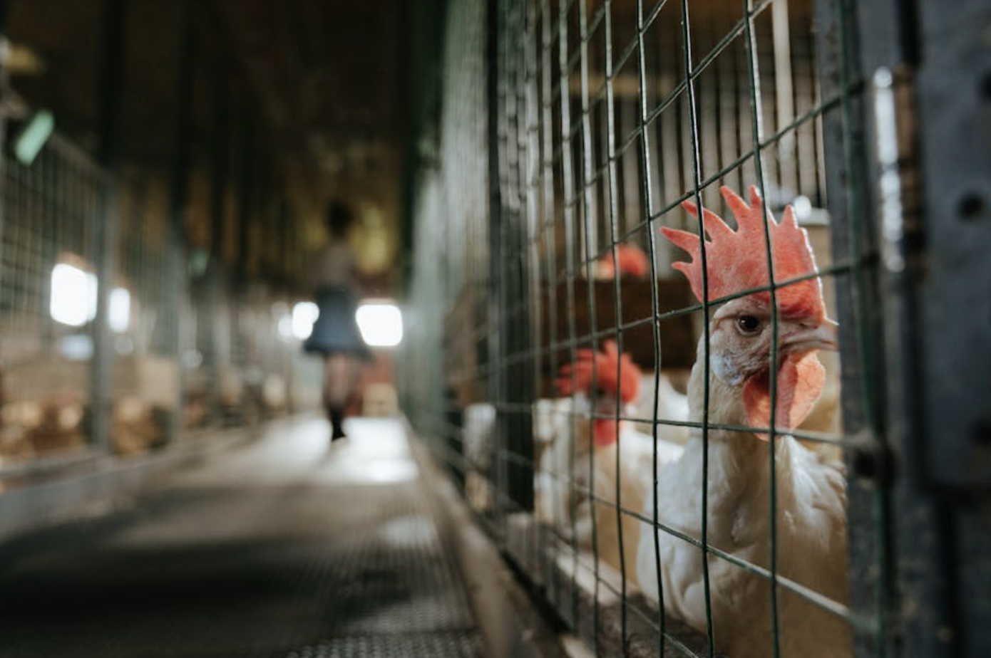 image of chicken in cage 