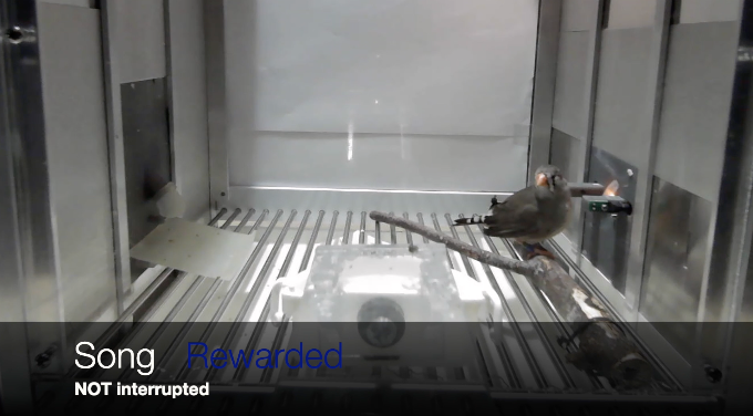 image of a bird in a cage