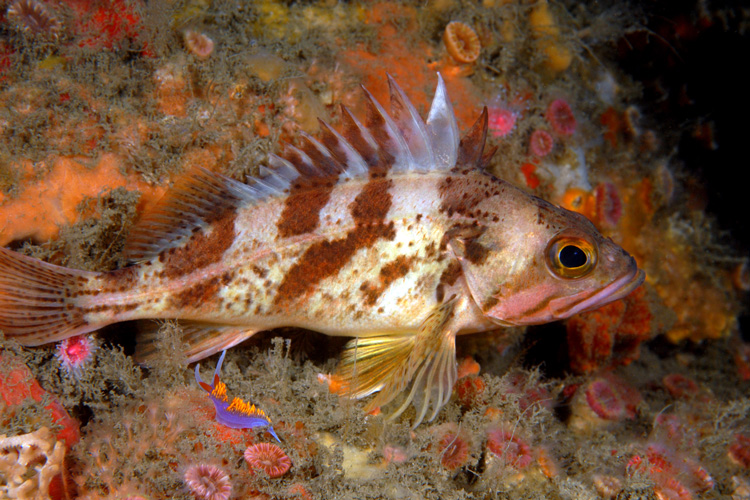 calico rockfish, a short-lived species