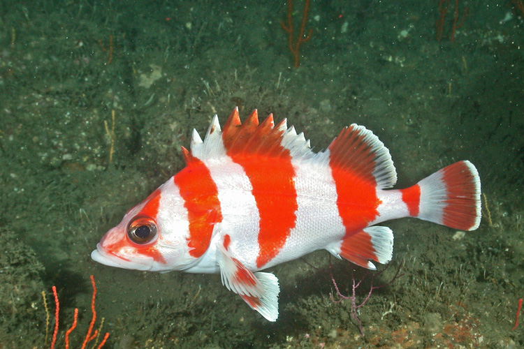orange and white striped flag rockfish