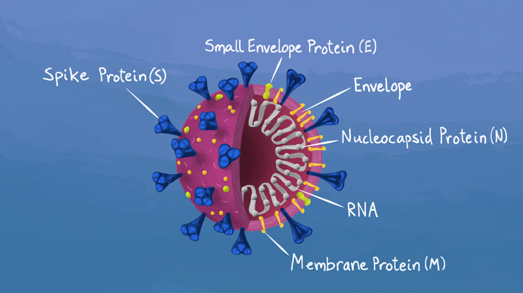 anatomy of a coronavirus