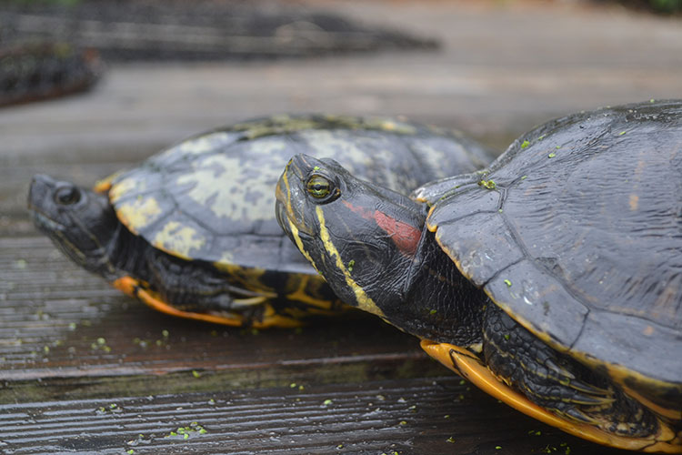 A photo showing a close-up of two red-eared slider turtles.